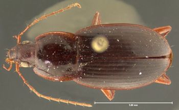 Media type: image;   Entomology 33022 Aspect: habitus dorsal view